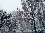 162杨梦瑶 雪 